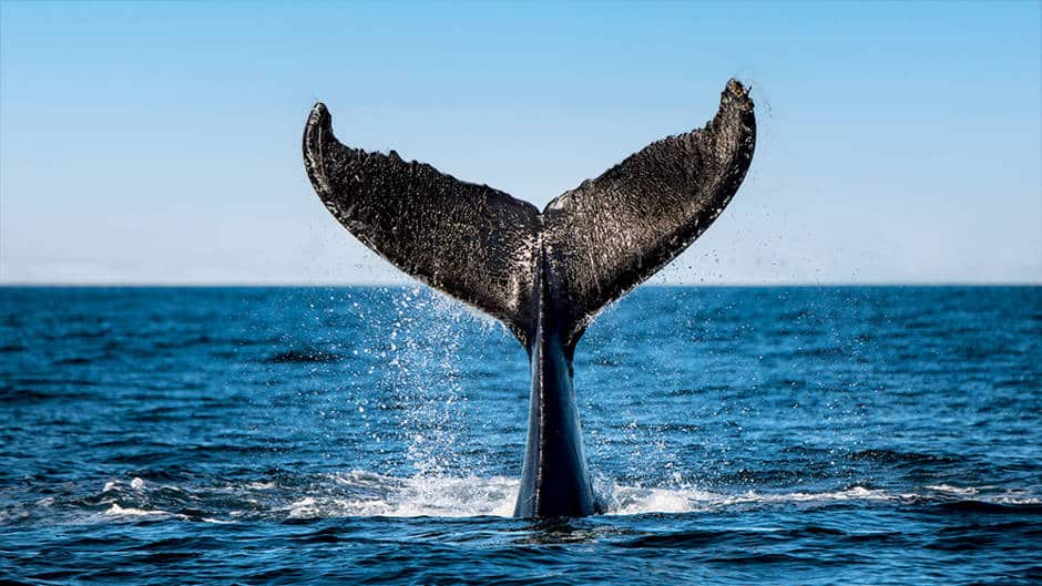 Croisière aux baleines Croisières AML