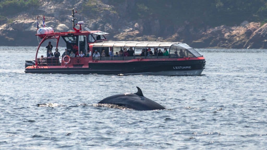Croisière aux baleines Tadoussac autrement